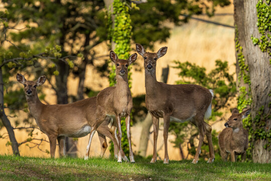 deer in the woods