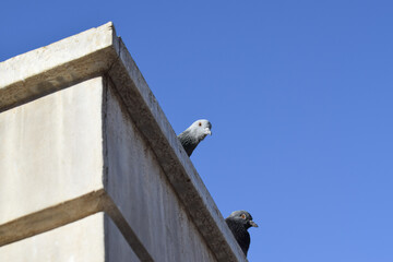 Pigeons perched on a concrete wall with a clear blue sky background. Urban wildlife in natural light