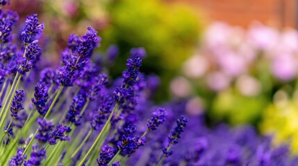 Fototapeta premium Vibrant lavender flowers in a garden setting with colorful blooms in the background