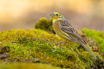 Trznadel (Emberiza citrinella) © Grzegorz