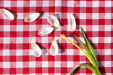 Scattered white flower petals with yellow accents and a green stem lie on a vibrant red and white...