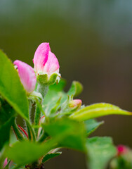 Apple blossom buds unopened with a foreground of leaves isolated against a soft neutral background.  The buds show the pink apple flower buds have before opening.