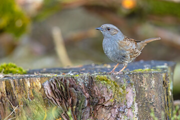 Pokrzywnica (Prunella modularis) © Grzegorz