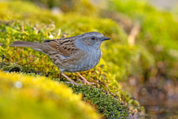 Pokrzywnica (Prunella modularis) © Grzegorz