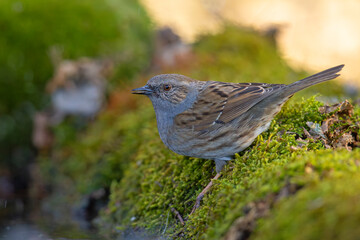 Pokrzywnica (Prunella modularis) © Grzegorz