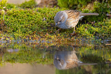 Pokrzywnica (Prunella modularis) © Grzegorz