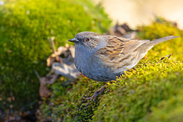Pokrzywnica (Prunella modularis) © Grzegorz