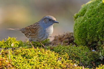 Pokrzywnica (Prunella modularis) © Grzegorz