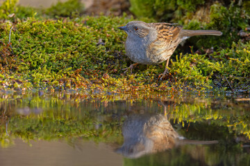 Pokrzywnica (Prunella modularis) © Grzegorz
