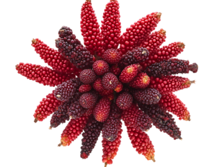 Colorful Sumac Fruits for a Natural Healthy Harvest