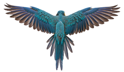 Blue and yellow macaw with wings spread viewed from behind, isolated on a transparent background