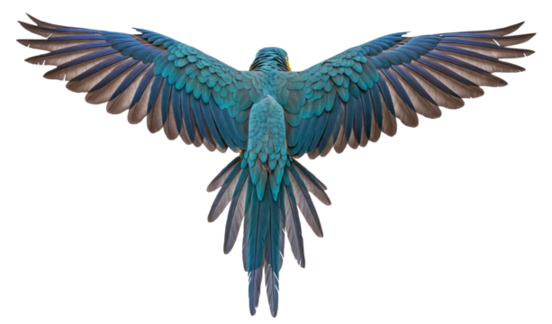 Blue and yellow macaw with wings spread viewed from behind, isolated on a transparent background