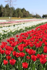 Red tulips blooming in spring flower field with colorful floral rows in background