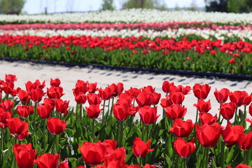 Close-up of vibrant red tulips in blooming spring flower field