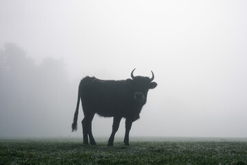 cow grazing in the meadow with fog 
