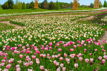 Vibrant Tulip Field with Windmills Under Clear Blue Sky