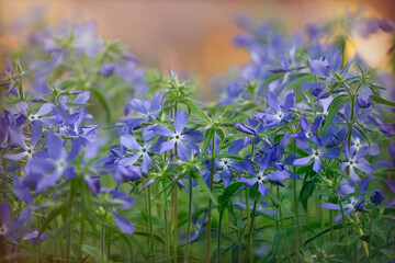 Fragrant blue matthiola, evening stock, flowers in the garden