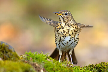 Śpiewak.(Turdus philomelos)