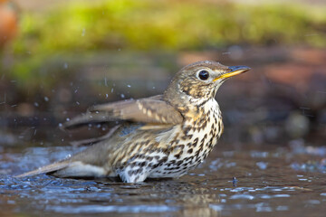 Śpiewak.(Turdus philomelos)