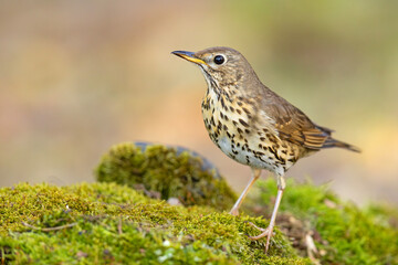 Śpiewak.(Turdus philomelos)