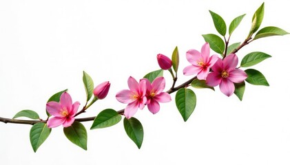 Leafy branches with flowers isolated on white, natural, branch, flowers
