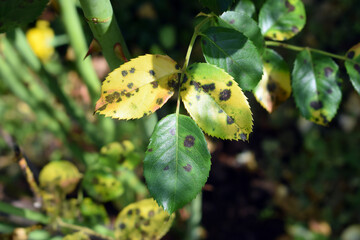 Rose leaves with symptoms of fungal disease. Black spot of rose, disease caused by Diplocarpon rosae fungus