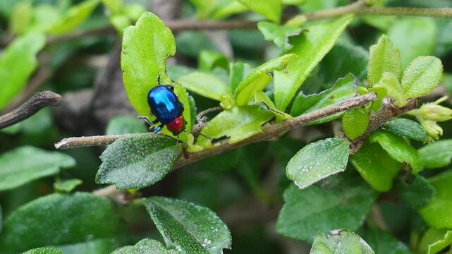 Crawl on leaves, footage movement of Blue Milkweed Beetle or Chrysochus pulcher with blue wings and red head crawling on leaves, animal bug