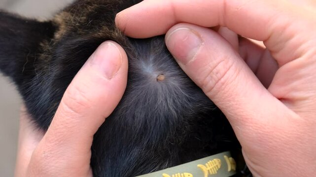 tick on a cat. Selective focus.