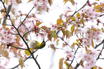 メジロと桜