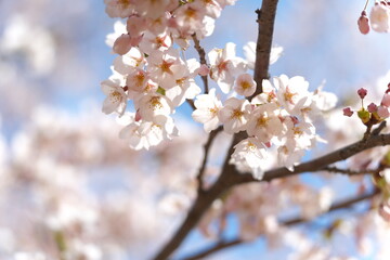 桜の花