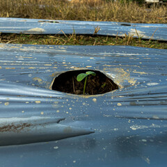 Young Seedling Growing Through Plastic Mulch on Agricultural Field