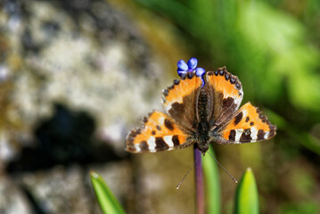 Scarce tortoiseshell, a species of nymphalid butterfly on azure grape hyacinth flowers.