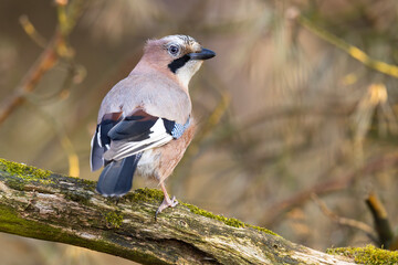 Sójka (Garrulus glandarius)