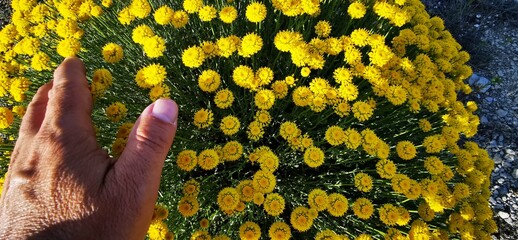 flower caressing