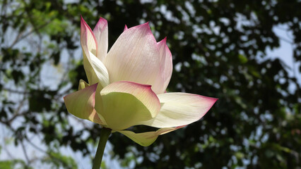 Closeup of white lotus flower