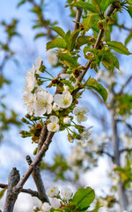 Cherry blossom branch with leaves in the garden
