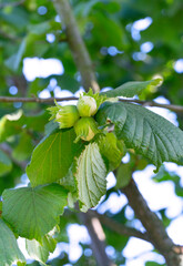 Three green hazelnuts on a tree branch