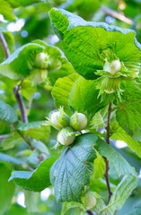Hazelnut tree branch with lots of green nuts