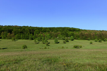 Obraz premium Spring landscape with green trees and open fields.
