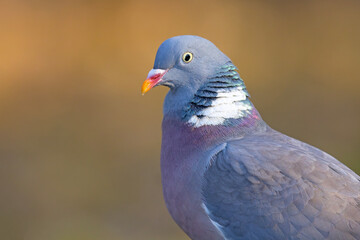 Fototapeta premium Grzywacz (Columba palumbus)