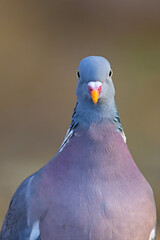 Grzywacz (Columba palumbus)