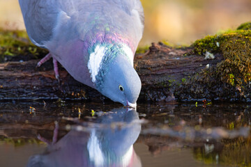 Grzywacz (Columba palumbus) © Grzegorz