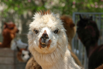 Close-up portrait of a funny alpaca head.