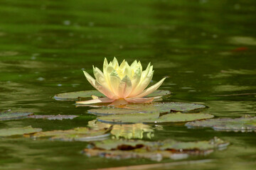 Yellow lily of the valley or yellow water lily close-up.