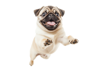 Joyful Jumping Pug: A Happy, Adorable Dog Isolated on White pet fun cute puppy funny animal vector on transparent background