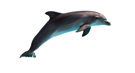 Fototapeta premium Graceful dolphin captured in mid-leap, showcasing its sleek form and playful nature against a dark backdrop. Symbol of intelligence and freedom.