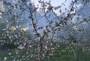 Frost protection in a blooming orchard, smoke rising in spring garden