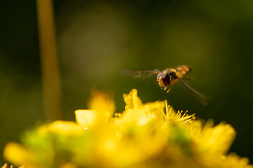 A hoverfly (syrphidae) collecting pollen from vibrant yellow blossoms of St.John's wort (Hypericum) in a sunlit garden during summer