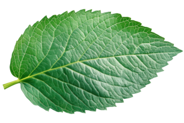 Vibrant Green Nettle Leaf: Isolated, High-Resolution Vector for Design Projects and Digital Art herb on transparent background
