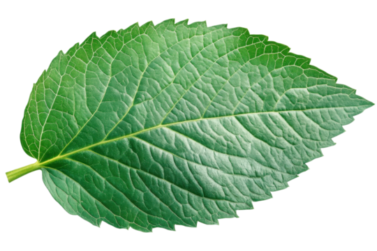 Vibrant Green Nettle Leaf: Isolated, High-Resolution Vector for Design Projects and Digital Art herb on transparent background